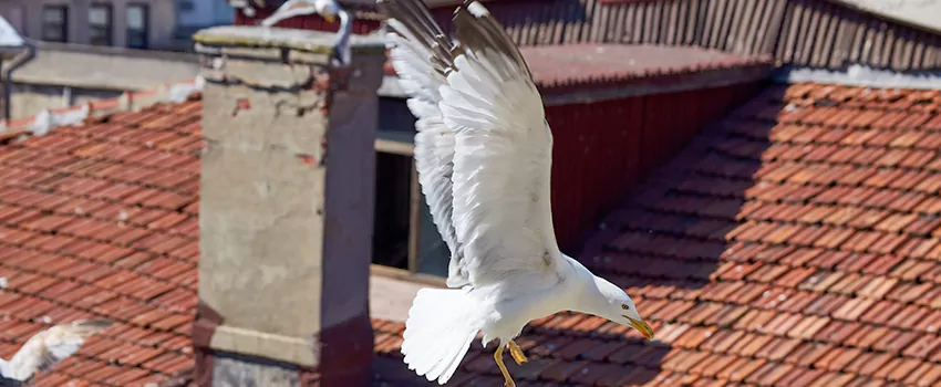 Residential Chimney Animal Removal Solution in North Tonawanda, NY