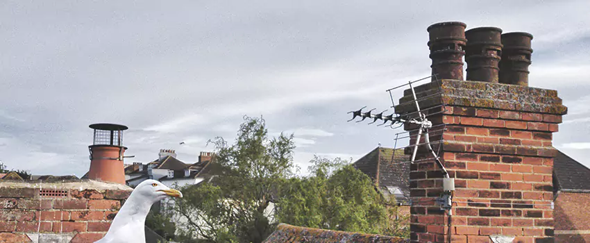 Chimney Cleaning And Restoration in North Tonawanda, New York